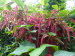 St_Gallen_BotGarten_0064