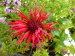 St_Gallen_BotGarten_0074
