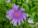 St_Gallen_BotGarten_0079