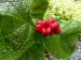 St_Gallen_BotGarten_0083