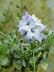 St_Gallen_BotGarten_0092