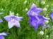 St_Gallen_BotGarten_0100