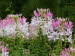 St_Gallen_BotGarten_0103