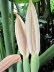 St_Gallen_BotGarten_0115