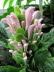 St_Gallen_BotGarten_0123