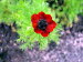 St_Gallen_BotGarten_0135