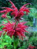 St_Gallen_BotGarten_0136