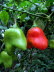 St_Gallen_BotGarten_0139