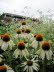St_Gallen_BotGarten_0148