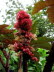 St_Gallen_BotGarten_0149