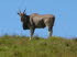Sdafrika 010014
