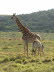 Sdafrika 040005