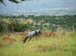 Sdafrika 060002