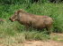 Sdafrika 090003