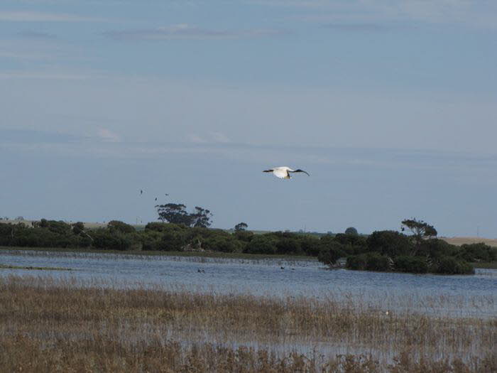 Sdaustralien 30005