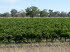 Sdaustralien 40027
