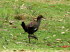 Tasmanien 10001