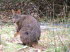 Tasmanien 10002