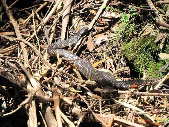 Tasmanien 10006