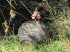 Tasmanien 10011