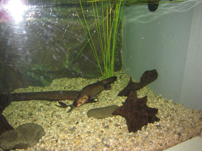 Tasmanien 10015