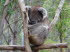 Tasmanien 10020