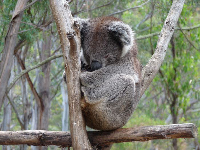 Tasmanien 10020