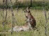 Tasmanien 10021