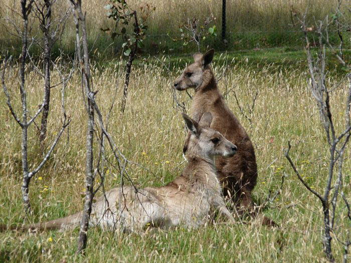 Tasmanien 10021