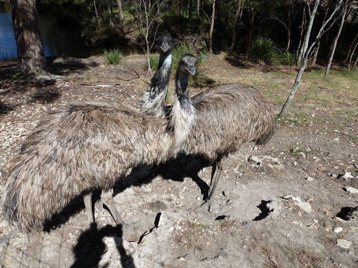 Tasmanien 10023
