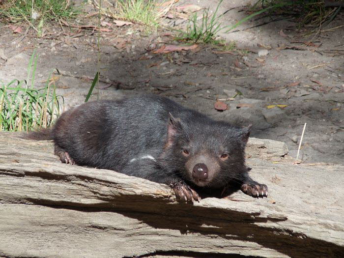 Tasmanien 10024