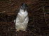 Tasmanien 10025