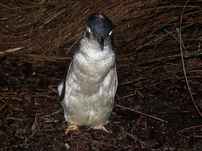 Tasmanien 10025