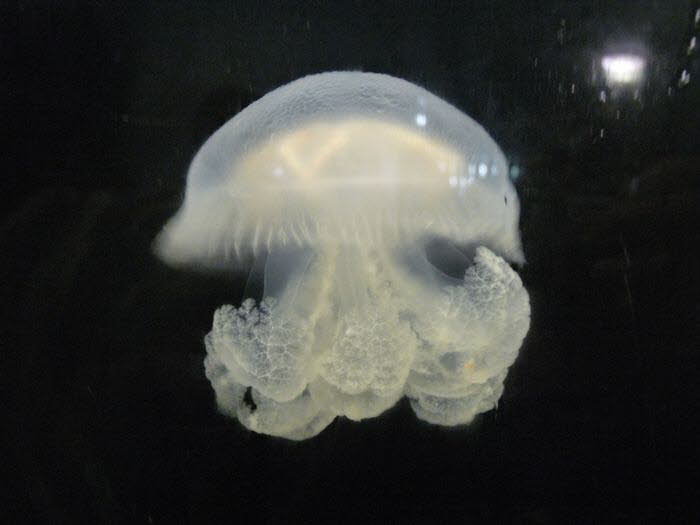 Tasmanien 10026