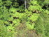 Tasmanien 20008