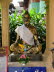 Thailand 50004