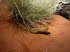 Tiere 010021