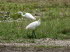 Tiere 020012