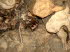 Tiere 020023