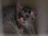 Tiere 020029