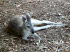 Tiere 040010