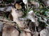 Tiere 050004
