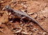 Tiere 060012