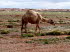 Tiere 060019