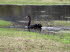 Tiere 060025