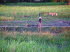 Tiere 070009