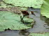 Tiere 070020