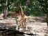 Tiere 070026