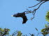 Tiere 080030