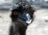 Tiere 090011